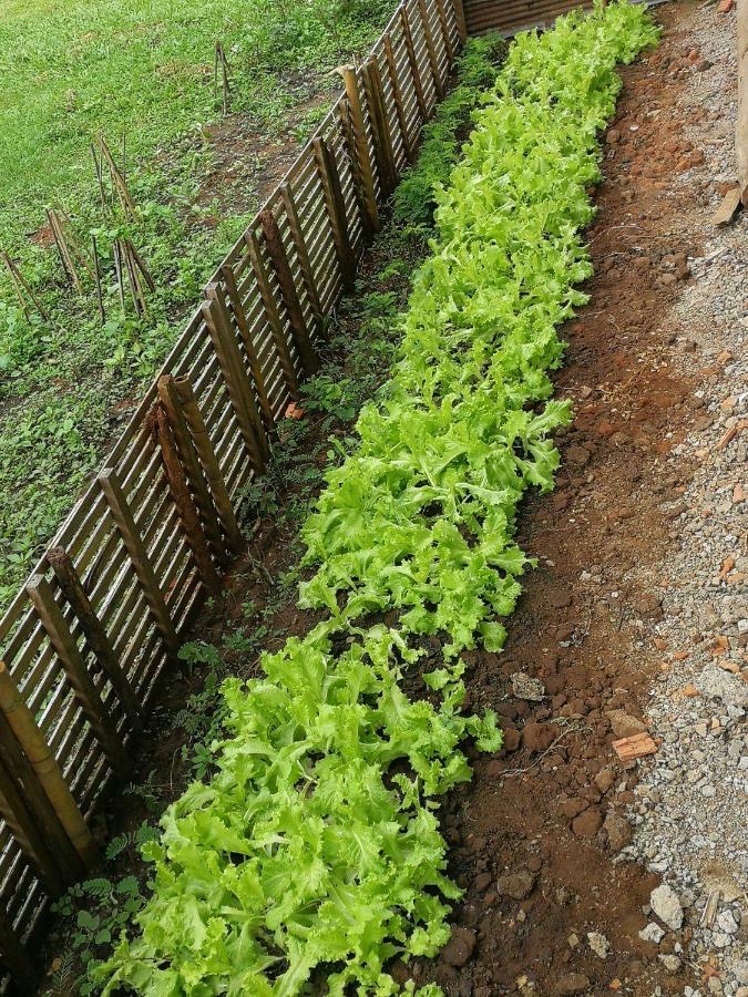Home Garden Chaeson บ้านสวน ชวนฝัน Lampang Zewnętrze zdjęcie